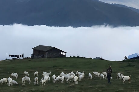 POKUT - SAL PLATEAU